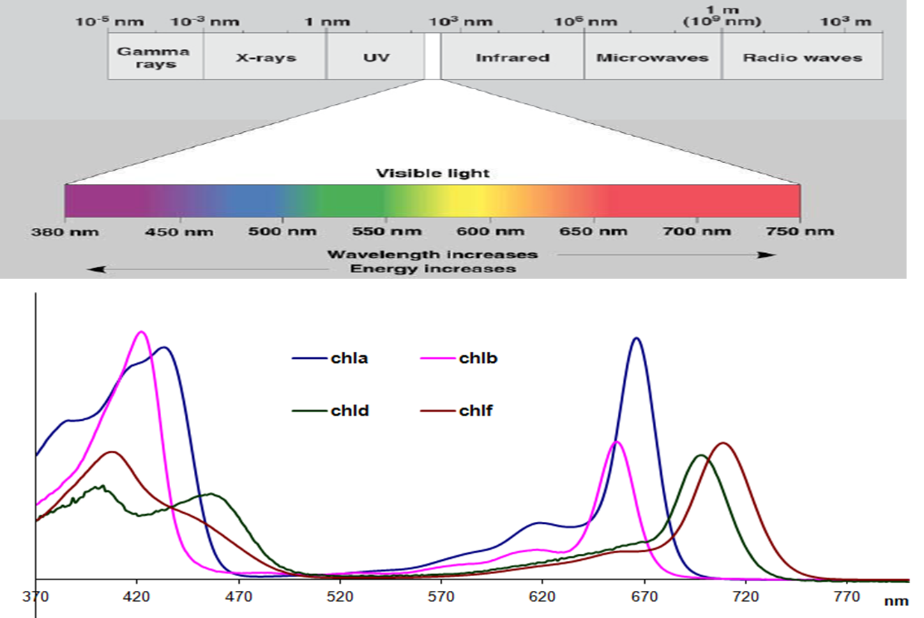 Protein Absorption Spectrum at olgapgriffin blog