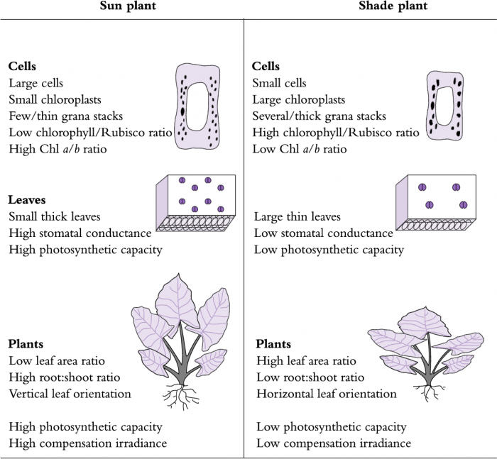 Sunleaves deals grow light