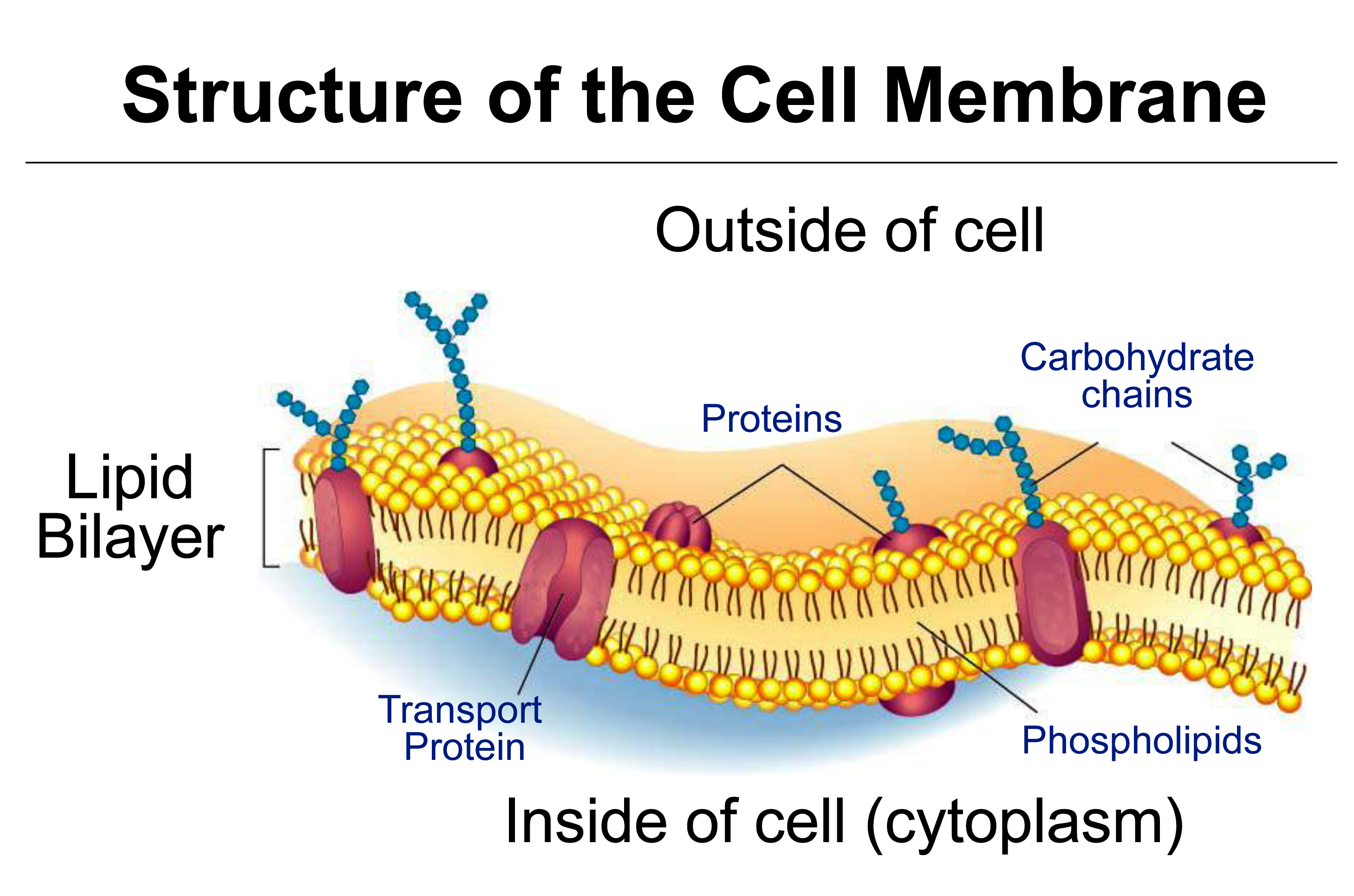 permeability-definition-and-examples-biology-online-dictionary