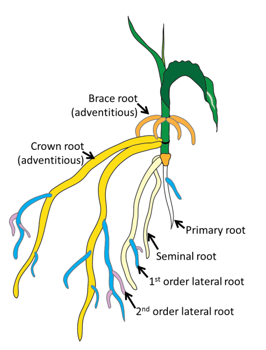 Definitions Plants In Action