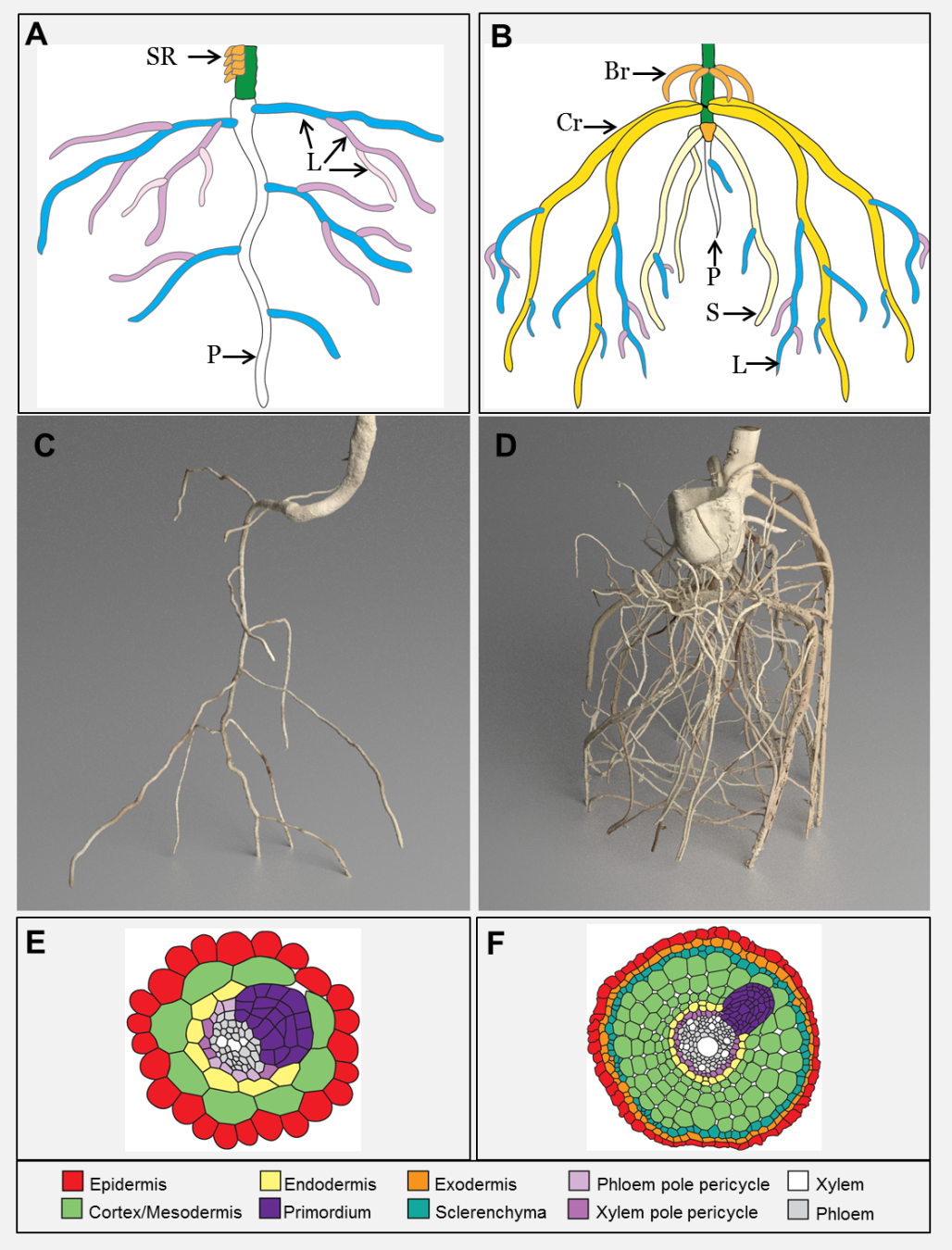 root diagram monocot