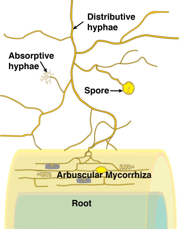 4.3.2 - Development and structure of mycorrhizas | Plants in Action