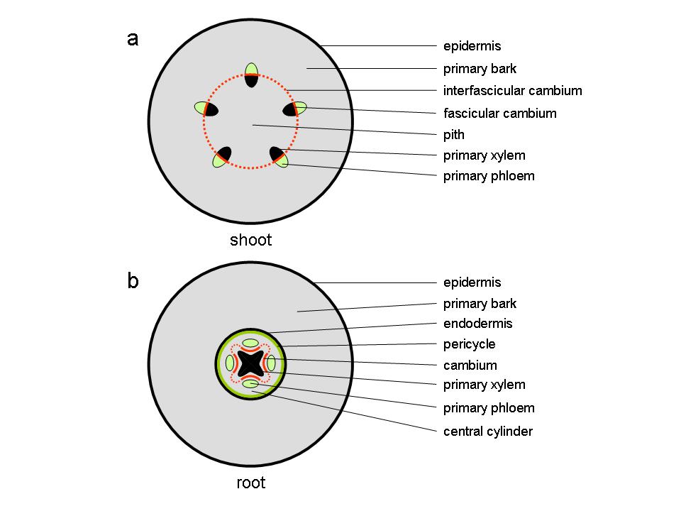 A) Inflorescences and (B) displacement of the anther crest (arrow